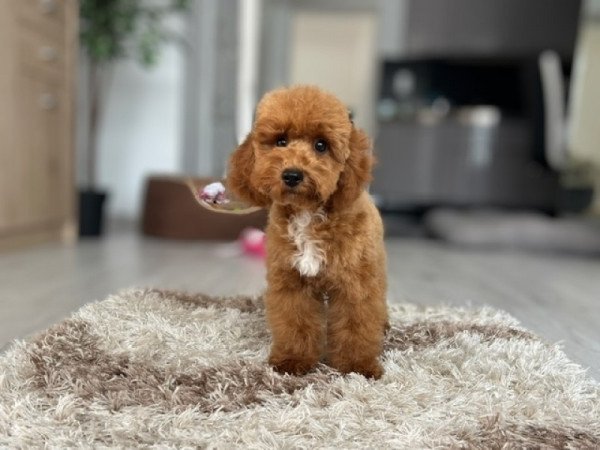 Maltipoo
