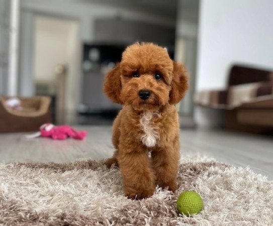 Maltipoo