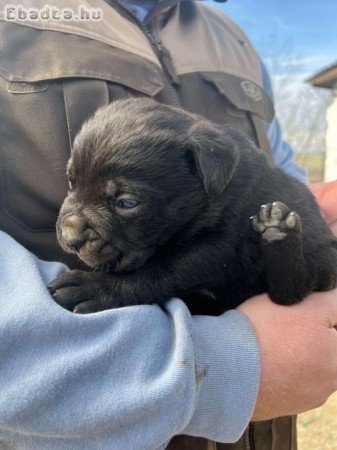 Törzskönyvezett Cane Corso kiskutyák eladók