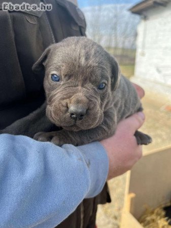 Törzskönyvezett Cane Corso kiskutyák eladók