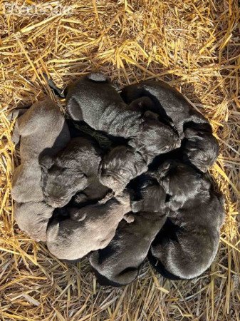 Törzskönyvezett Cane Corso kiskutyák eladók