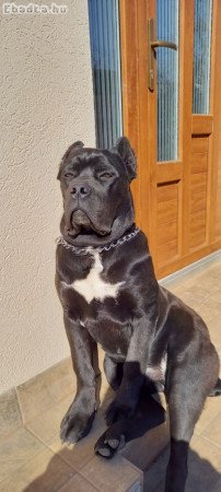 Törzskönyvezett Cane Corso kiskutyák eladók