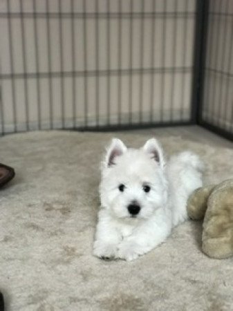 Westie