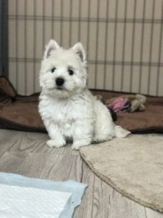 Westie