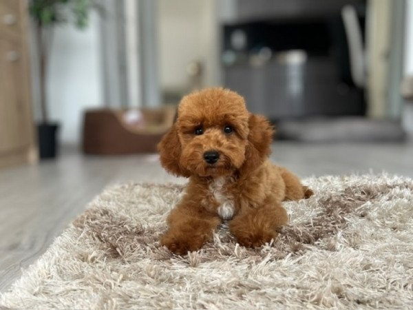 Maltipoo