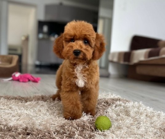Maltipoo