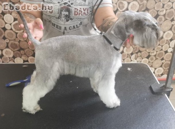 Fajtatiszta jellegű só-bors törpe schnauzer