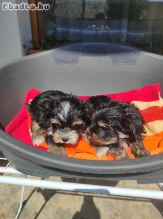Biewer yorki pici méretű fiú eladó