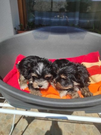 Yorksir terrier Biewer