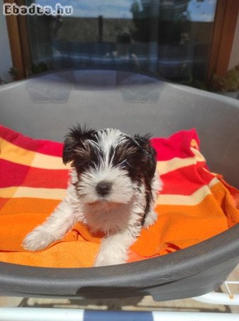 Biewer yorki pici méretű szuka eladó