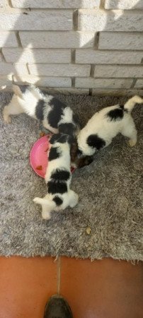 Drótszőrű foxterrier