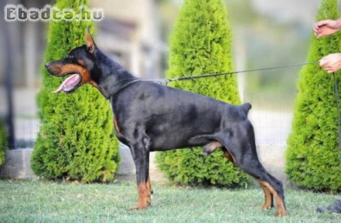 Dobermann alom