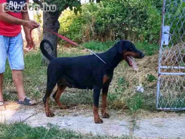 Dobermann alom