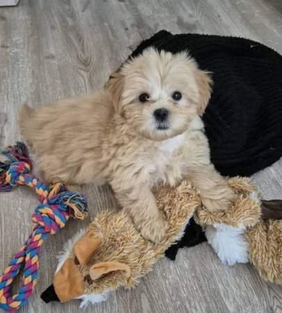 Máltai+uszkár=Maltipoo havanese bichon