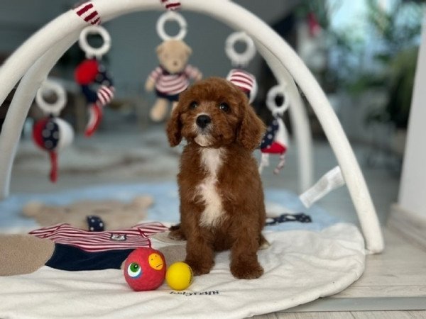 Cavapoo