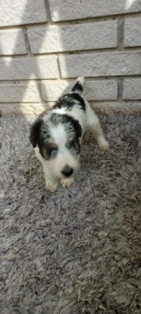 Drótszőrű foxterrier