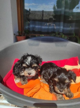 Yorksir terrier Biewer