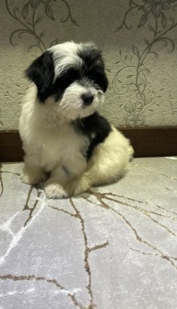 Bichon Havanese