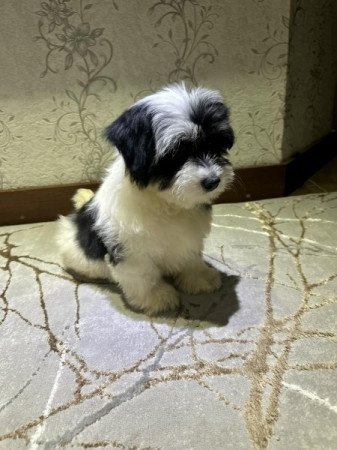 Bichon Havanese