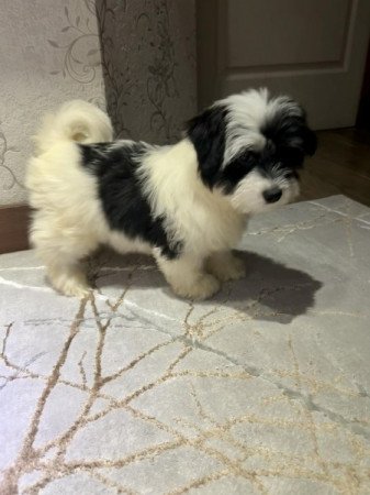 Bichon Havanese