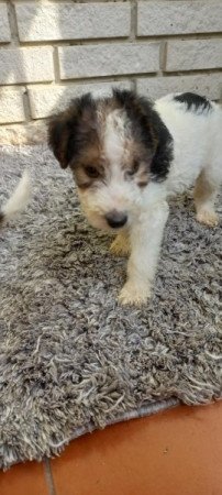 Drótszőrű foxterrier