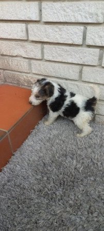 Drótszőrű foxterrier