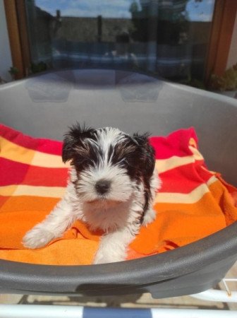 Yorksir terrier Biewer