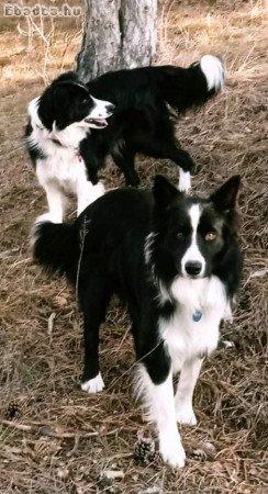 Border Collie pár eladó