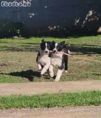 Border Collie pár eladó