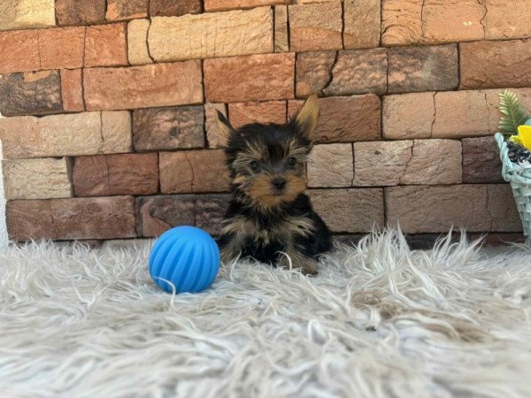 Yorkshire terrier