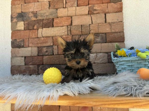 Yorkshire terrier
