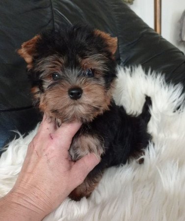 yorkshire terrier , yorki