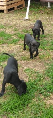 Cane corso