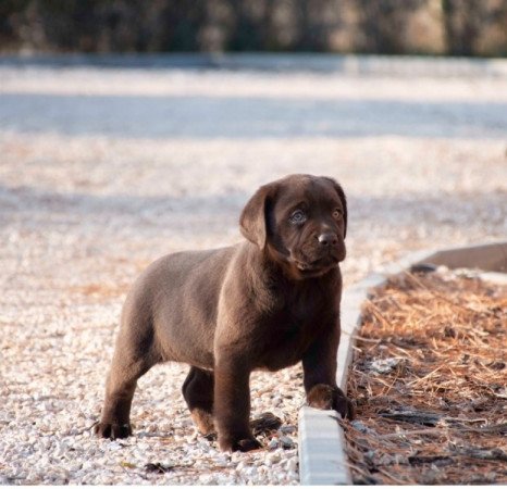 Labrador