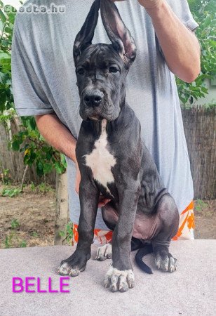 Német dog kölykök