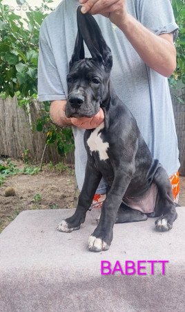 Német dog kölykök