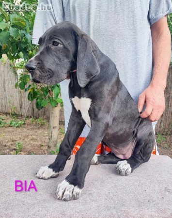 Német dog kölykök