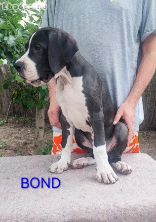 Német dog kölykök