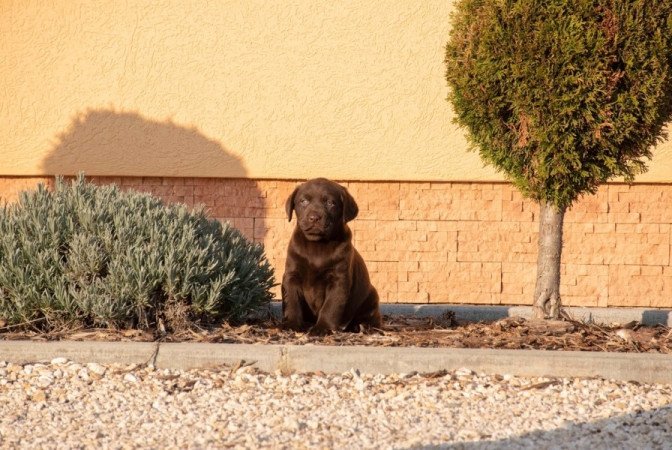 Labrador