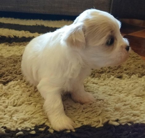 Bichon Havanese