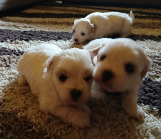 Bichon Havanese