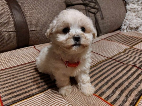 Bichon havanese