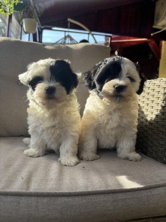 Bichon havanese