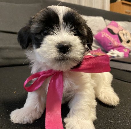 Bichon Havanese