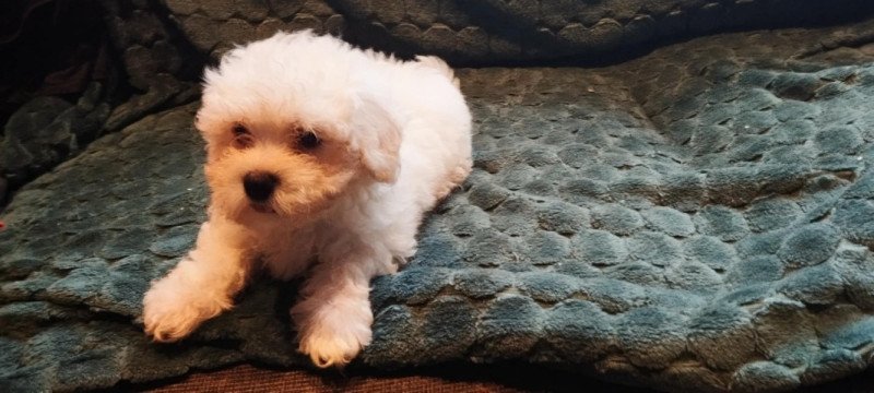 Bichon Havanese