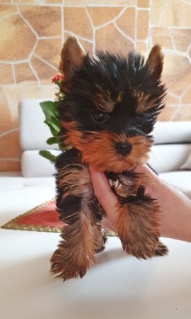 yorkshire terrier