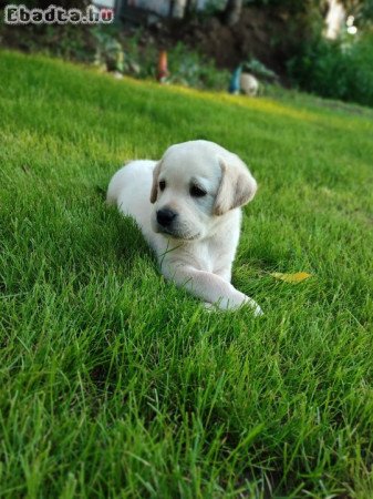 Labrador szülőktől  kiskutyák elérhetőek