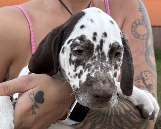 Törzskönyves kan és szuka dalmaták