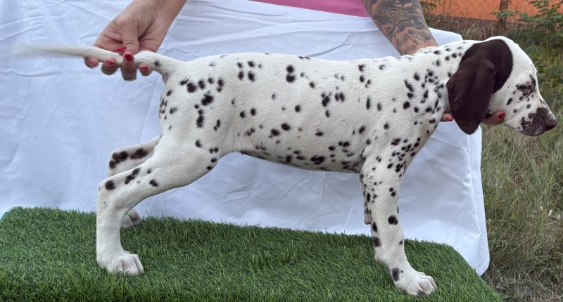 Törzskönyves kan és szuka dalmaták