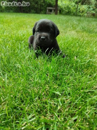 Labrador szülőktől  kiskutyák elérhetőek